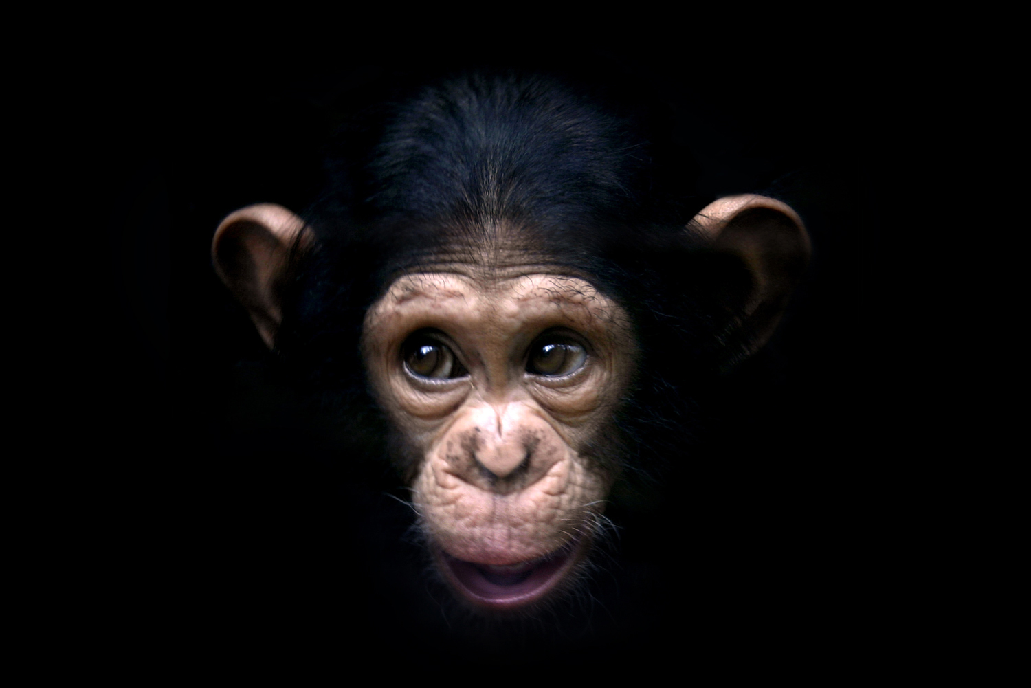 Monkey Business!